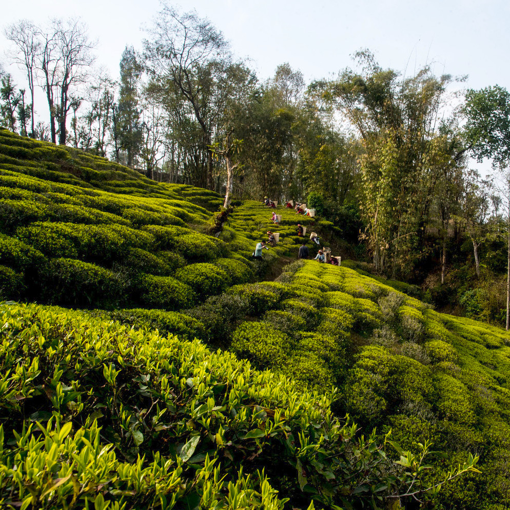 Jun Chiyabari plantacja herbaty w Nepalu